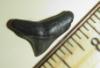 5/8" Oligocene Thresher Shark Tooth