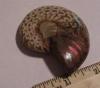 2 5/8" Ammonite