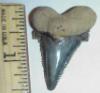 1 1/2" carcharocles auriculatis shark tooth