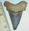 2 3/8" carcharocles auriculatus shark tooth