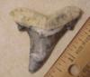 2 1/4" Auriculatus Shark Tooth
