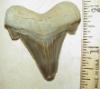 2 1/16" Auriculatus Shark Tooth