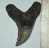 2 7/8" Benedeni Tooth