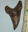 2 3/4" Benedeni Tooth