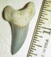1 1/2" Oligocene Parotodus Tooth