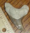 2 5/16" Benedeni Shark Tooth