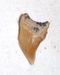 Bakersfield Basking Shark Tooth