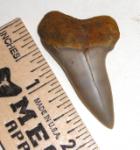 Hooked Mako Shark Tooth from Bakersfield