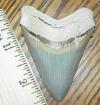 2 5/8" Pungo Megalodon Shark Tooth