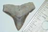 1 1/8" Dusky Shark Tooth