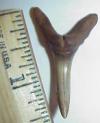1 1/2" Sand Tiger Shark Tooth