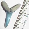 1 3/8" Sand Tiger Shark Tooth