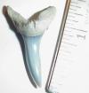 1 3/8" Sand Tiger Shark Tooth