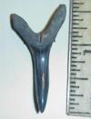 1 5/8" Sand Tiger Shark Tooth