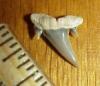 5/8" Reef Shark Tooth