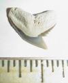 5/8" Extinct Tiger Shark Tooth