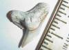 7/8" Extinct Tiger Shark Tooth