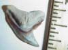 7/8" Extinct Tiger Shark Tooth