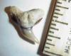3/4" Extinct Tiger Shark Tooth