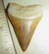 2 1/8" Great White Shark Tooth