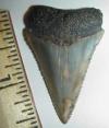 1 5/8" Great White Shark Tooth