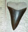 1 15/16" Great White Shark Tooth