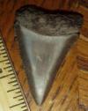 1 3/4" Great White shark tooth