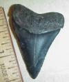 1 5/8" Great white shark tooth