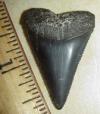 1 1/2" Great White Shark Tooth