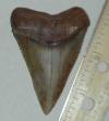 2 13/16" Great White Tooth