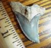 1 1/2" Snaggletooth Shark Tooth