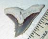 1 1/4" Snaggletooth Shark Tooth