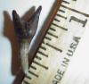 7/8" Sympheseal Snaggletooth shark tooth