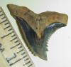 1 1/4" Snaggletooth shark tooth