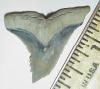 1 3/8" Snaggletooth Shark Tooth