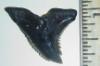 1 5/16" Snaggletooth Shark Tooth