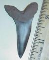 2 5/16" Narrow Toothed Mako Shark Tooth