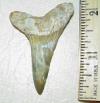 2 1/4" Mako Shark Tooth