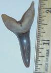 2 1/6" Narrow-toothed Mako shark tooth