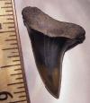 1 7/16" Serrated Mako shark tooth