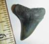 1 1/8" serrated Mako shark tooth