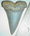 2 3/8" Mako Tooth