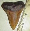 3" Mako Shark Tooth