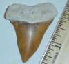 2 1/8" Mako Shark Tooth