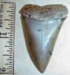 2 1/16" Mako Shark Tooth