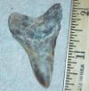 2" Mako Shark Tooth
