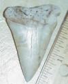 2 1/8" Mako Shark Tooth