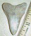 2 1/16" Mako Shark Tooth