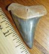 1 13/16" Mako Shark Tooth