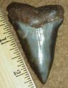 2 1/2" Mako Shark Tooth